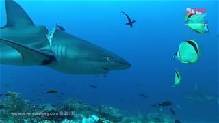 Barberfish at Cleaning Station