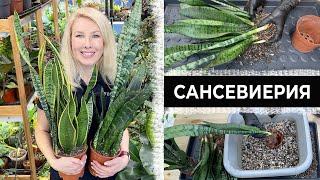 Sansevieria - transplantation, care, reproduction.