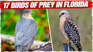 17 Birds of Prey in Florida (with Pictures)