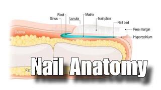 Nail theory | Nail Anatomy | Nail structure | Learn nails | Part-9 | Nail class |Khushi'sartgallery