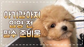 강아지 입양 전 준비 I 아기강아지 필수 준비물 I Prepare for New Dog