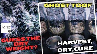 SEED TO HARVEST: GHOST TOOF AUTOFLOWER MEPHISTO GENETICS WITH DR EARTH ORGANIC | DRY/CURE - SZHLUX