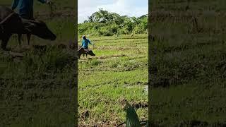 Father and Son Farming. Father teaches his sons how to plow ricefield