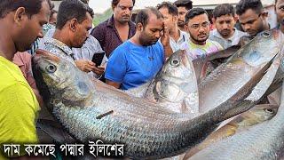 দাম কমেছে পদ্মার ইলিশের গুজব নাকি সত্যি দেখুন | cheap price hilsh fishmarket in padma river