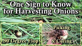 When and How to Harvest Onions in Your Garden: A Simple Sign Onions are Ready to Be Picked & Dried