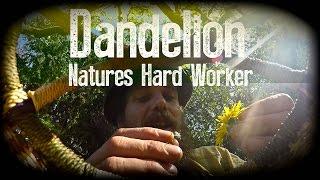 Dandelion, Natures Hard Worker | with Herbal Guest Dr. Terry Willard Ph.D. | Harmonic Arts