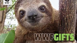 The Pygmy Three Toed Sloth A Critically Endangered Species by Ryan