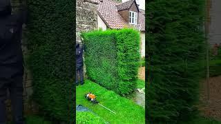 wait for ending..#mowing #satisfying#lawncare #lawnmowing