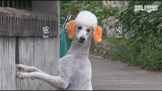 주인을 너무 사랑한 푸들 다니엘.. 아주머니가 몰래 외출을 하자ㅣDaniel, The Poodle Who's In Love With His Guardian