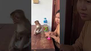 Yuri Sit Wait milk #monkey #cuteminkey #eatfood