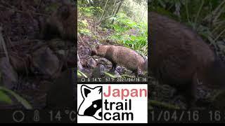 #JTC Shorts Tanuki or Japanese Raccoon Dog