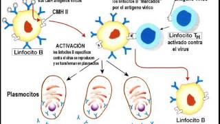Respuesta inmune - Respuesta inmune humoral