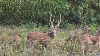 Visited Rajaji National Park(Ranipur Range)| India |Part -3 @Rajajinationalpark