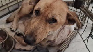 Stray dog badly injured got rescued just in time .