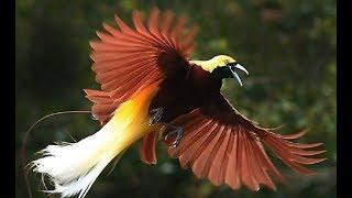 Wildlife Papua New Guinea  - Exotic Animals | Wonderful Nature  (Nat Geo)