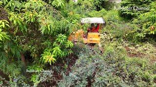 Skills Operator Bulldozer Komatsu D31p Working Clearing Forest And Breakdown Tree Size 45X 120 Meter