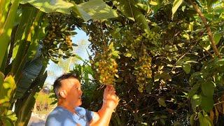 What It Takes To Maintain 200+ Tropical Fruit Trees in California’s Central Valley