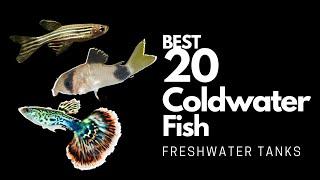 Coldwater Fish: The Best Choices for Your Aquarium