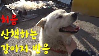 평생 묶여 있던 개한테 첫 산책을 선물 / The first walk of a dog that was bound for a1 lifetime. #진돗개#진돌이#jindol