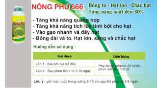 Hướng dẫn quy trình bón phân cho lúa đạt năng suất cao