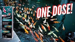 Unlocking the secrets of Koi Health | The best way to beat flukes