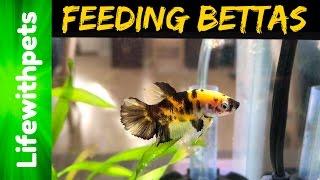 Feeding  Betta Fish