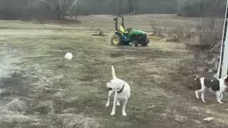 A day in the life of a farm dog