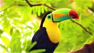  EXOTIC BIRDSONG - Birds sound in jungle - Tropical forest - Nature , parrot , toucan , Amazonia