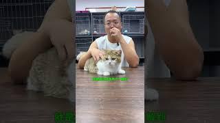 开宠物店的还能严重缺猫 #猫咪 #萌宠出道计划 #英短