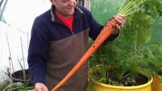 Allotment Diary Aug 23 : Pulling the first Enormous Show Carrot
