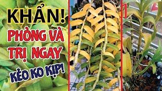 KHẨN CẤP!!! Phòng Và Trị Vàng Lá Cho Lan Ngay Kẻo Không Kịp Nữa | #MêLanTV