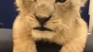 Cute lion cub sound