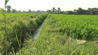 Egypt's fertile Nile Delta threatened by climate change