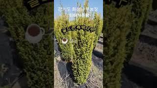 [경기 화성] 골드콘 고급 측백나무 5년생 분양중#골드콘 #측백나무 #정원수 #윈터가든팜#조경수#상록수