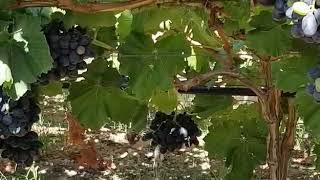Effects of GSR calcium - Soil Works LLC