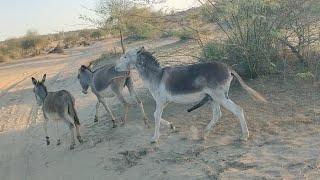 Donkey's Loving Scene @MP2animals ‎@Animalslife142 