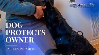 German Shepherd protects owner in home | Black GSD | Raven