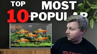 Top 10 Most Popular Aquarium Fish to Try