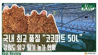 [소개] 딸기 하우스 코코피트는 어떤것이 제일 좋을까? SJ Plant 코코피트 50L 신제품