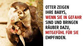 20 Fakten über Tiere, die uns Awww sagen lassen