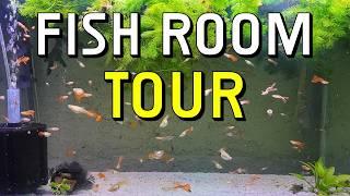 Guppy Room Tour With Hundreds of Guppies In The Fish Room!