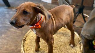 How to train a squirrel dog puppy