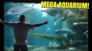 The NEWS did NOT LIE, about THIS GIANT INDOOR AQUARIUM!