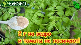 ОБЯЗАТЕЛЬНО СДЕЛАЙТЕ ЭТО ПОСЛЕ ВЫСАДКИ РАССАДЫ ТОМАТА! Лечебное опрыскивание от стресса.