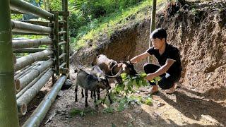 FULL VIDEO: 90 Days Build a Farm Life - Bamboo House, Goat Barn, Animal, Gardening