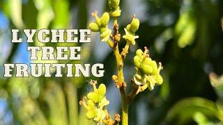 California Lychee Trees UPDATE!  For the Beginner | Tips to get Delicious fruit