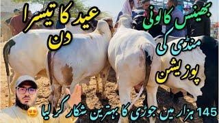 Bhains Colony Mandi Karachi Cattle Rates Update || 2 aprail 2025 || Cow Mandi 2025