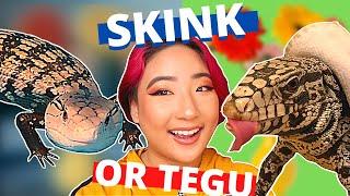 Argentine Black and White Tegu VS Halmahera Blue Tongue Skink // Which One Is A Better Pet Reptile?