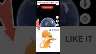 gaint orange rat #ss #googleearth #scary #viral #shortsfeed #shortsfeed #shorts#creepy #map