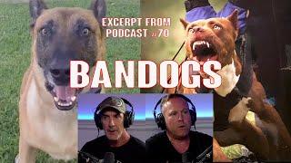 Protection Dogs Ban Dogs and Shepherds with Eric Shearer